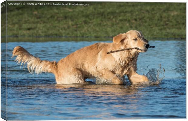 Golden Retriever with stick Canvas Print by Kevin White