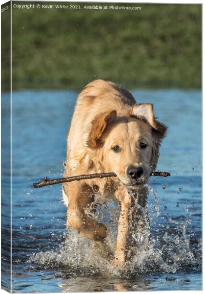 Golden Retriever dog Canvas Print by Kevin White