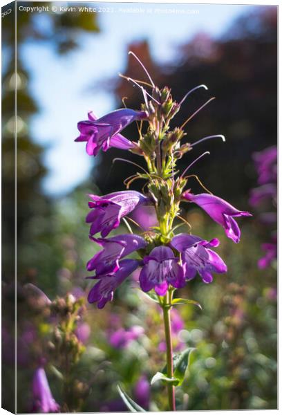 Flower in the meadow Canvas Print by Kevin White
