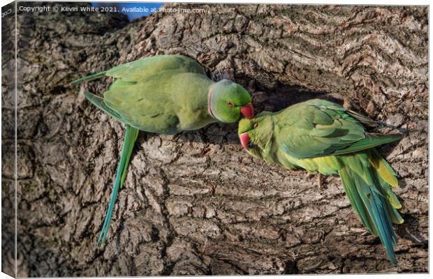 Parakeet lovers Canvas Print by Kevin White