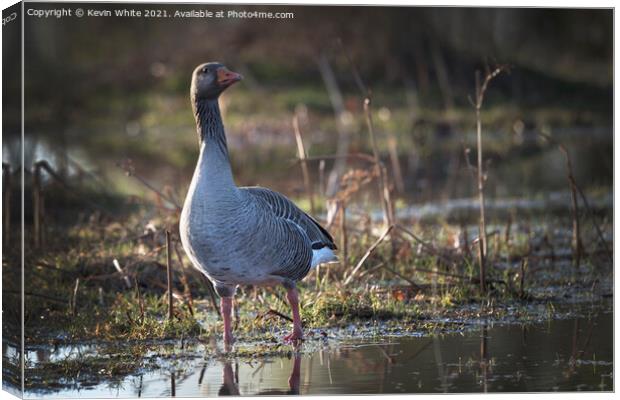 Greylag goose Canvas Print by Kevin White