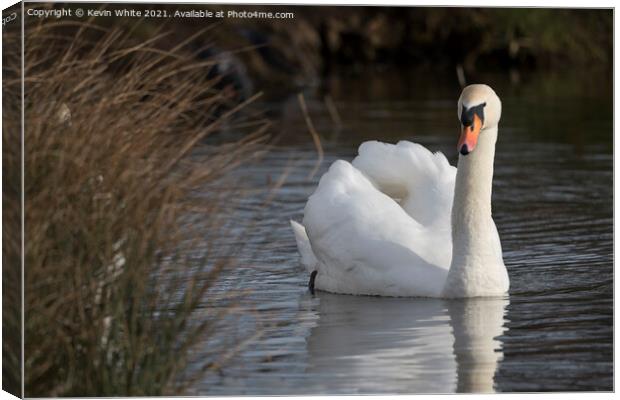 Inquisitive swan  Canvas Print by Kevin White