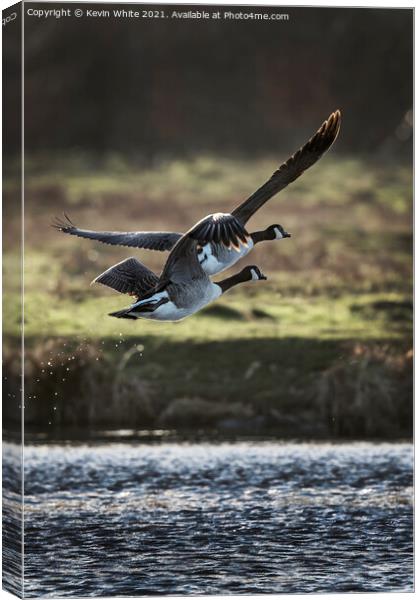 Two Canadian geese flying off Canvas Print by Kevin White