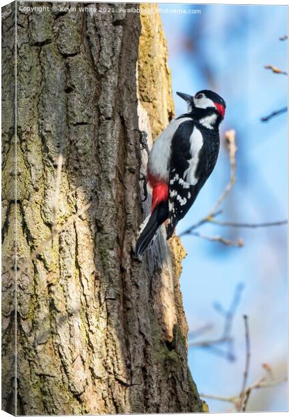 Great Spotted male Woodpecker Canvas Print by Kevin White