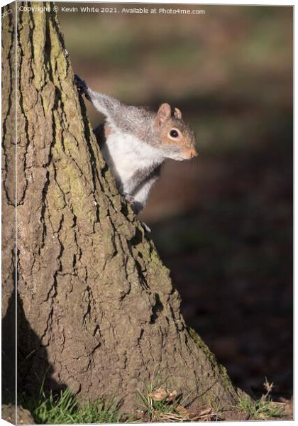 Where are my nuts Canvas Print by Kevin White