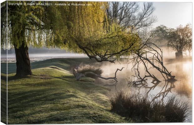 Willow tree over misty pond Canvas Print by Kevin White