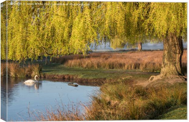 swan under a willow tree Canvas Print by Kevin White