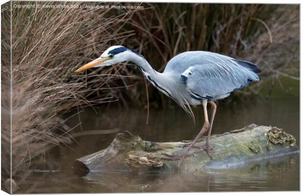Heron has spotted something Canvas Print by Kevin White