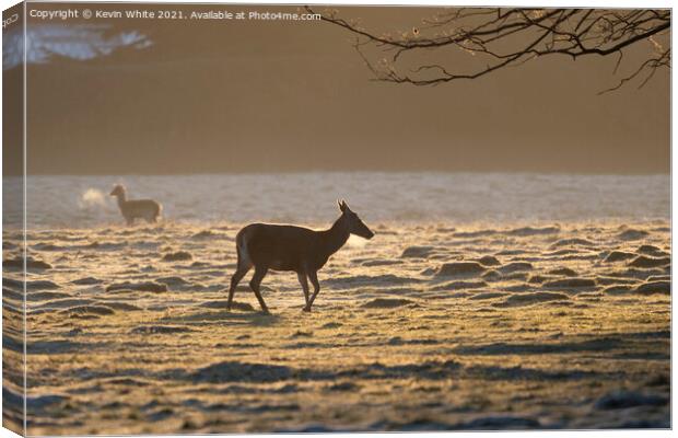 Deer Silhouette Canvas Print by Kevin White