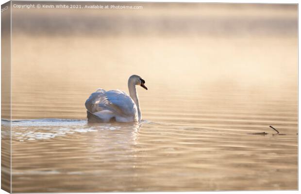 Swan backlit on misty pond  Canvas Print by Kevin White