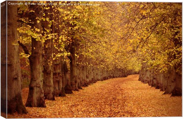Autumn Trail Canvas Print by Peter Hatter