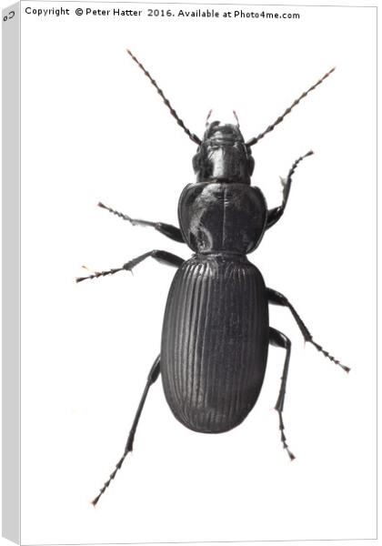 A Beetle. Canvas Print by Peter Hatter