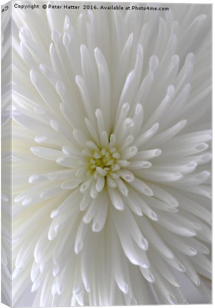 White Crysanthamum Canvas Print by Peter Hatter