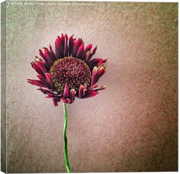Decaying Gerbera Flower Canvas Print by Peter Hatter