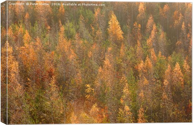 Colourful Autumnal Trees. Canvas Print by Peter Hatter