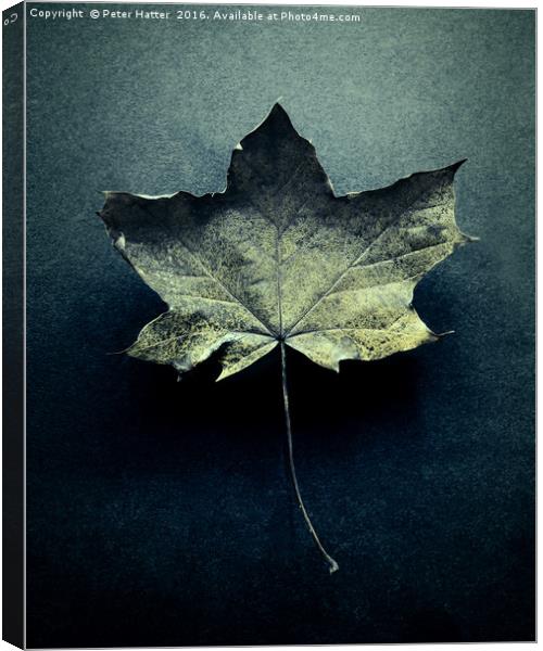 Autumn Leaf Still LIfe. Canvas Print by Peter Hatter