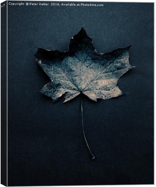 Autumn Leaf Still LIfe. Canvas Print by Peter Hatter