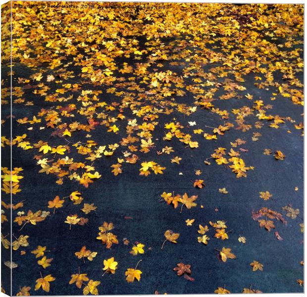 Fallen Golden Autumn Leaves Canvas Print by Peter Hatter