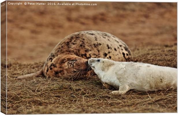 Grey Seal Cow and Pup.  Canvas Print by Peter Hatter