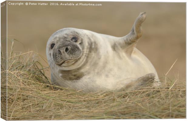 Grey Seal pup. Canvas Print by Peter Hatter