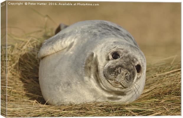 Grey Seal Pup. Canvas Print by Peter Hatter