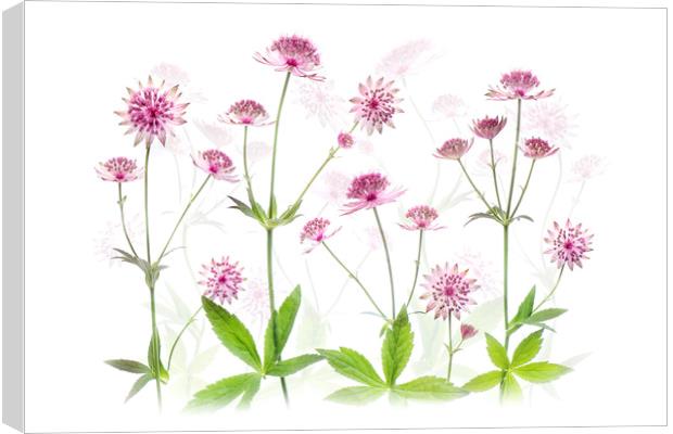 Astrantia Pink Flowers Canvas Print by Jacky Parker
