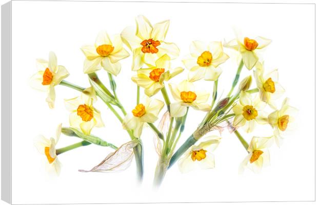 Spring Daffodils Canvas Print by Jacky Parker
