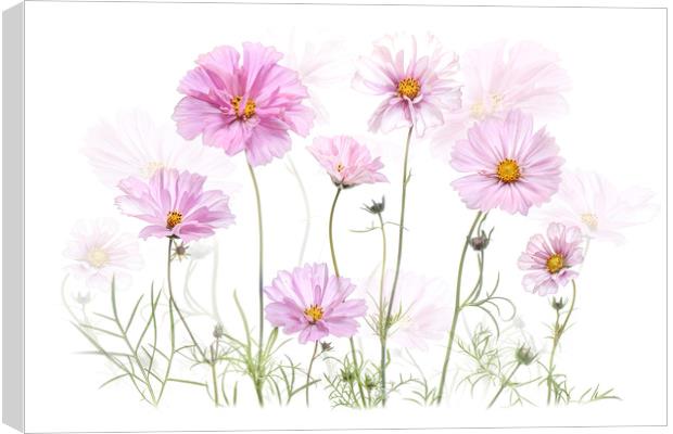 Pink Cosmos Flowers Canvas Print by Jacky Parker