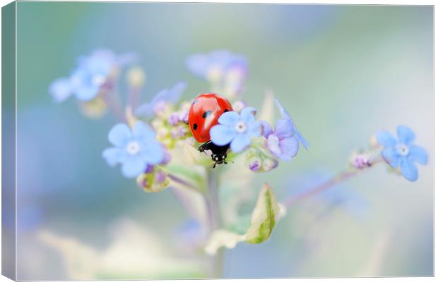 7-spot Ladybird on Forget-me-not flowers Canvas Print by Jacky Parker