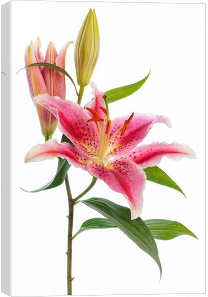 Pink 'Stargazer' Lily flower Canvas Print by Jacky Parker