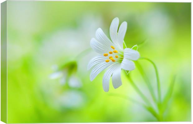 Greater Stitchwort white spring flowers Canvas Print by Jacky Parker