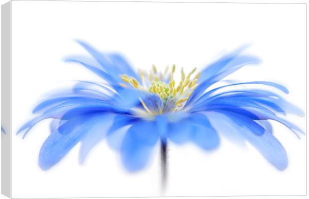 Blue Spring Windflower Canvas Print by Jacky Parker