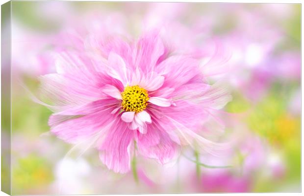 Cosmos 'Rosetta' Pink Flower Canvas Print by Jacky Parker