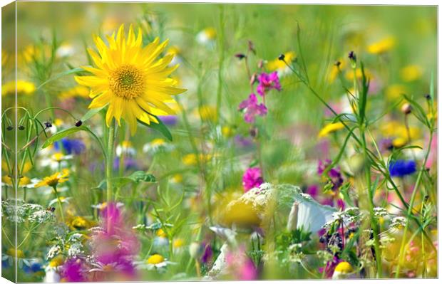 The Flower Meadow Canvas Print by Jacky Parker