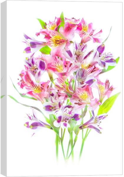 Multi-Coloured Peruvian Lilies Canvas Print by Jacky Parker