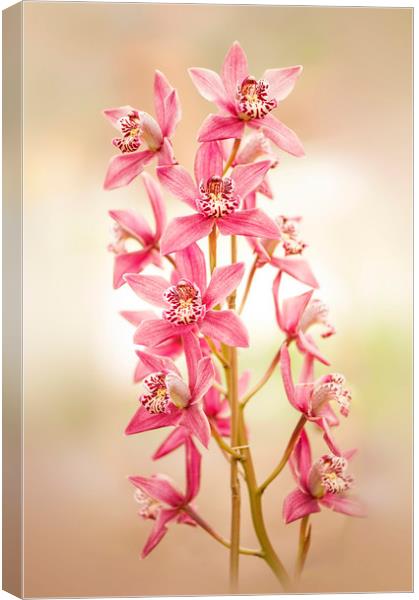 Soft Pink Orchids Canvas Print by Jacky Parker