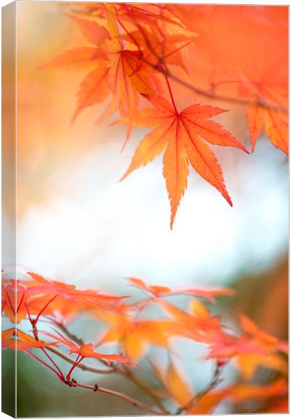 Japanese Maple leaves Canvas Print by Jacky Parker