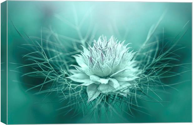 Love-in-a-mist Canvas Print by Jacky Parker
