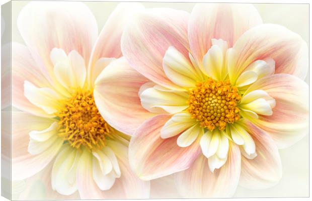 Collerette Dahlia flower Canvas Print by Jacky Parker
