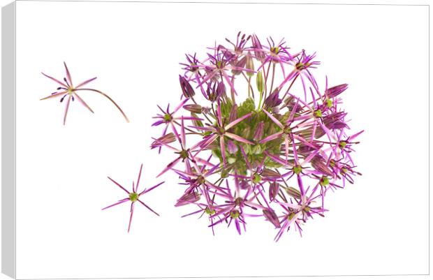 Allium Flower Canvas Print by Jacky Parker