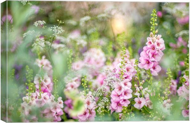 Pink Verbascum Flowers Canvas Print by Jacky Parker
