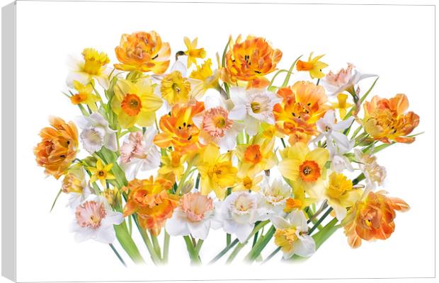 Spring Tulips and Daffodils Canvas Print by Jacky Parker