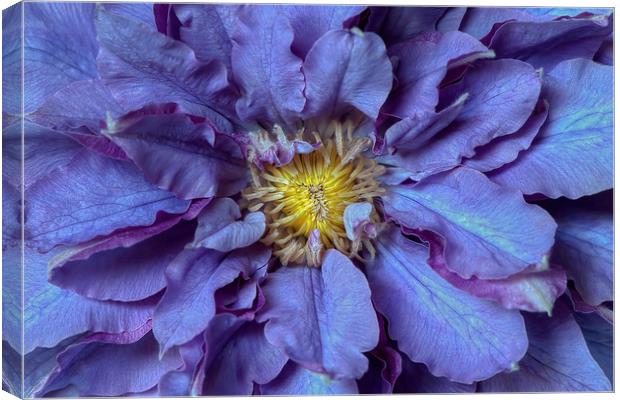Purple Clematis Flowers Canvas Print by Jacky Parker