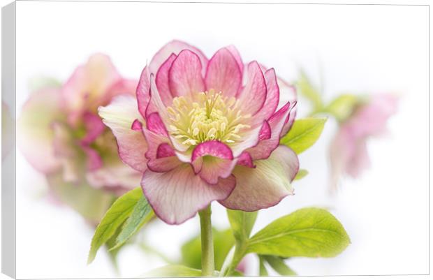 Spring Hellebore Canvas Print by Jacky Parker