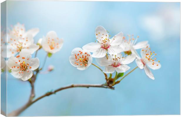 Wild Cherry Blossom Canvas Print by Jacky Parker