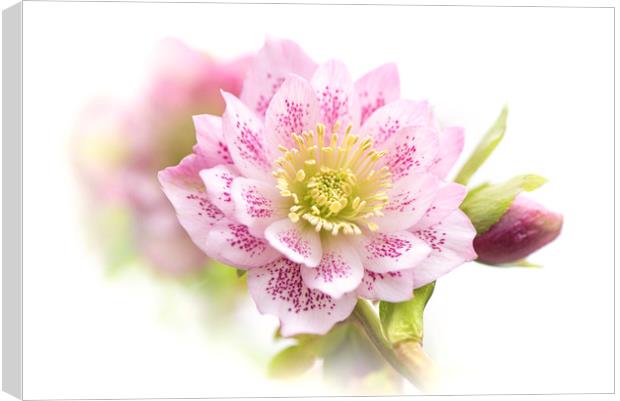 Spring Double-flowered Hellebore Canvas Print by Jacky Parker