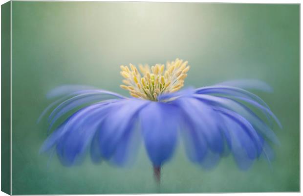 Winter Windflower Canvas Print by Jacky Parker