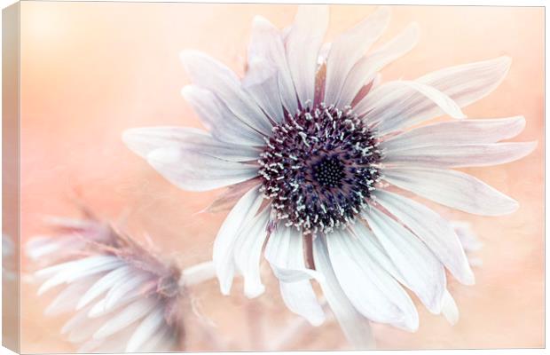 Purple African Thistle Flower Canvas Print by Jacky Parker