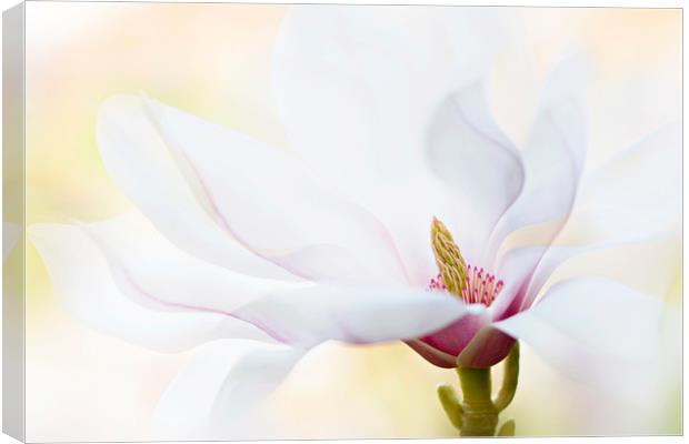Magnolia Flower Canvas Print by Jacky Parker