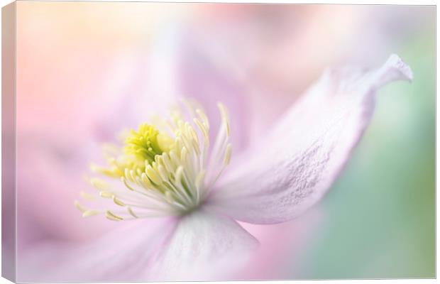 Clematis 'Mayleen' Canvas Print by Jacky Parker